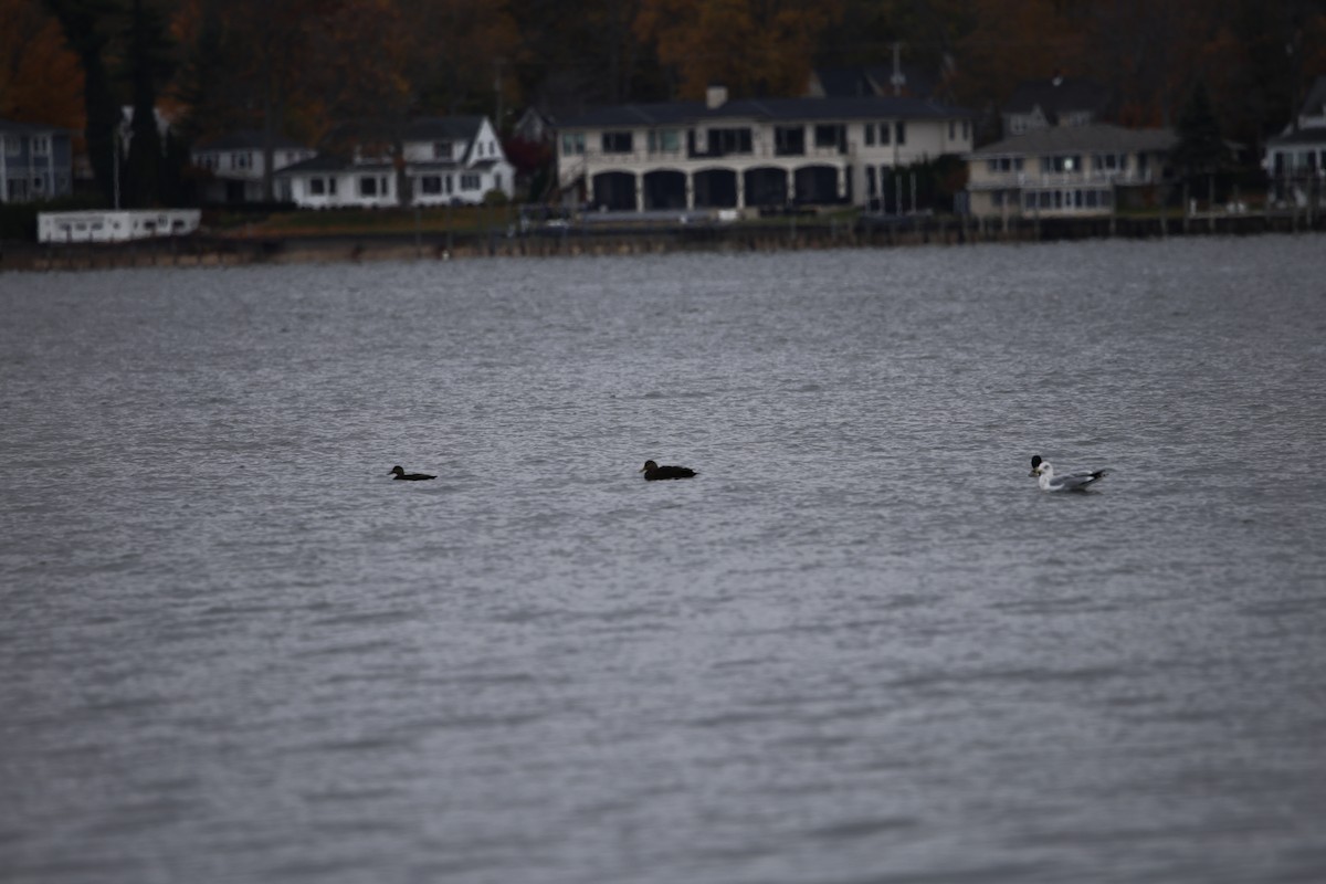 American Black Duck - ML644933923