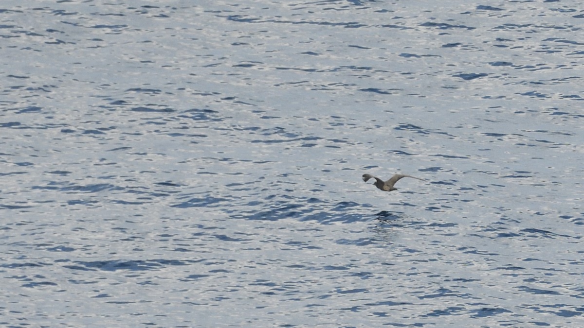 Pardela sp. - ML644933935