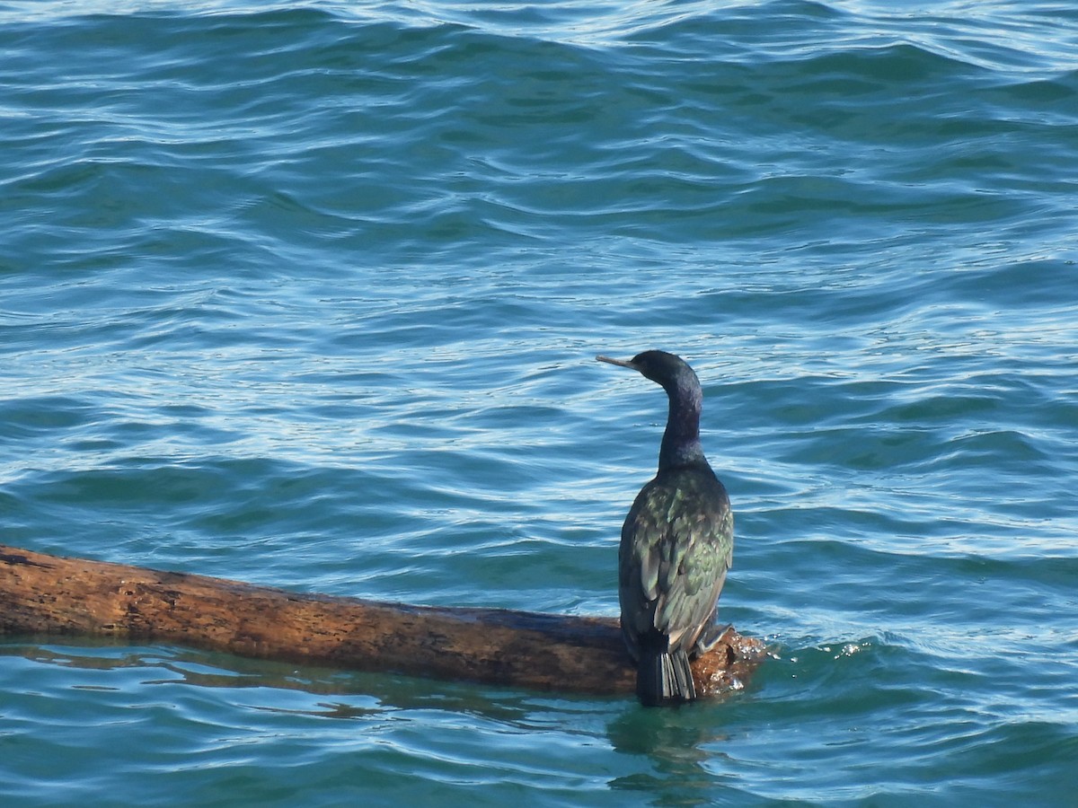 海鸕鷀 - ML644933936