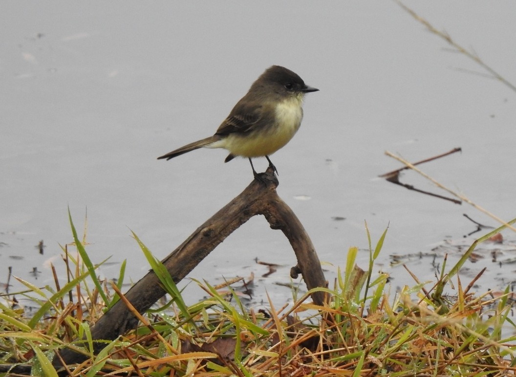Eastern Phoebe - ML644933943
