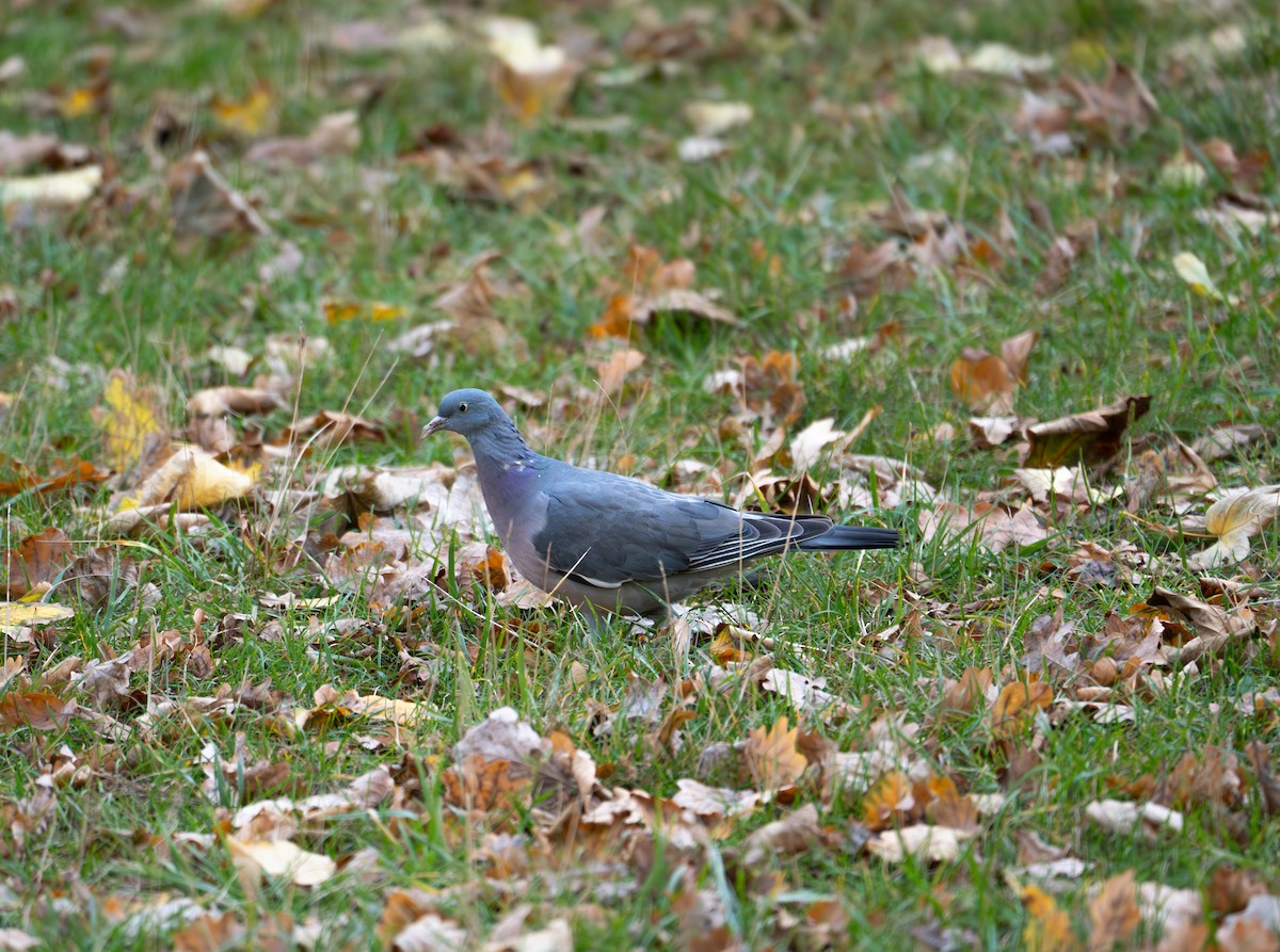 Common Wood-Pigeon - ML644933945