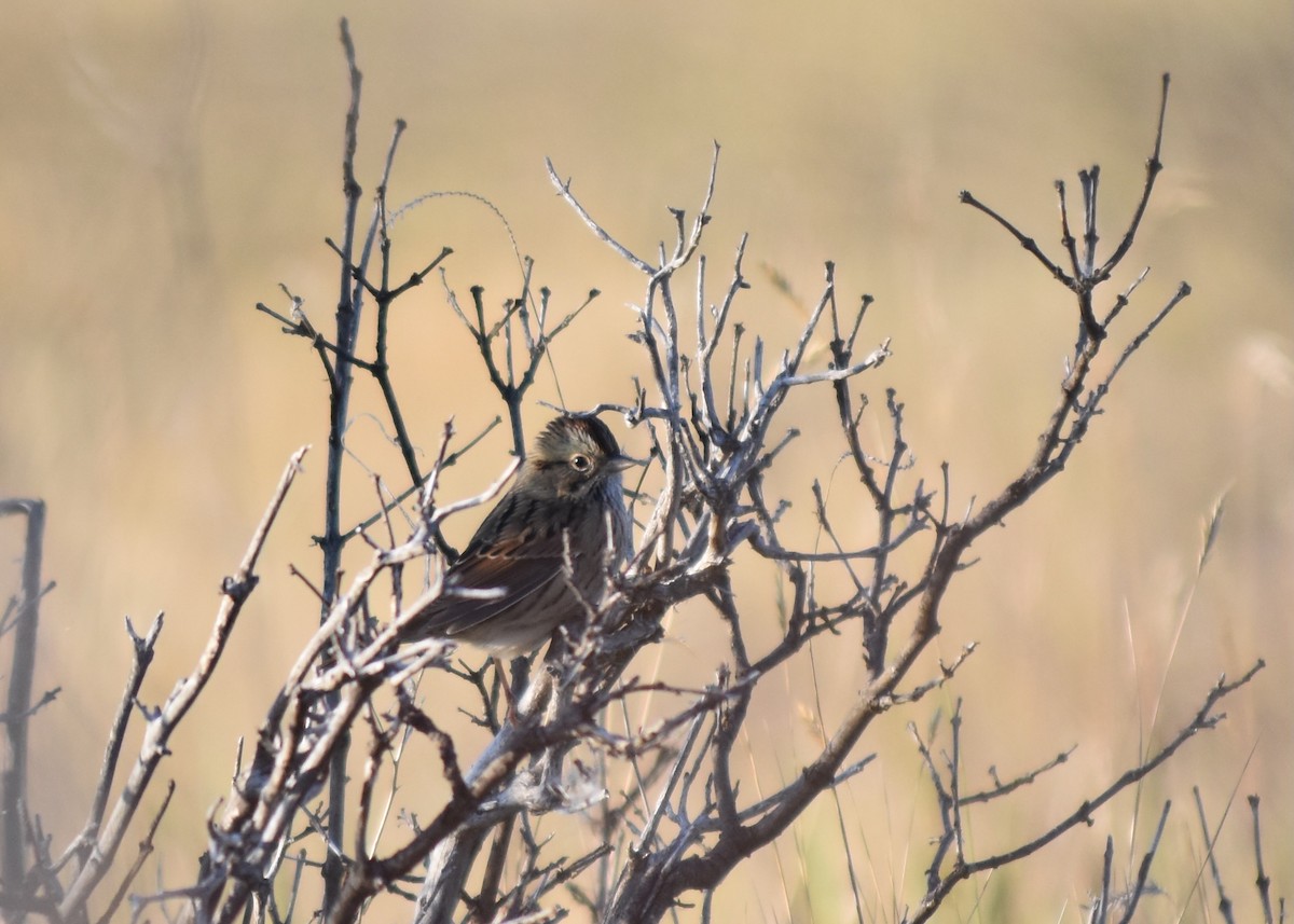Lincoln's Sparrow - ML644933948