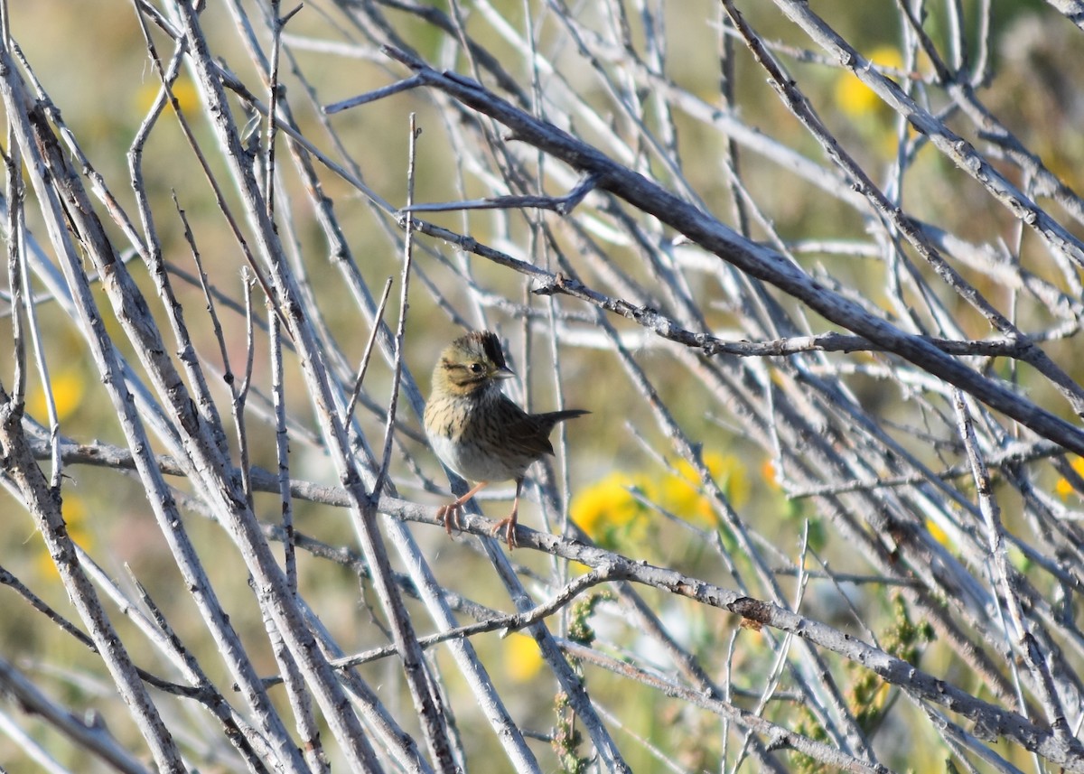 Lincoln's Sparrow - ML644933949