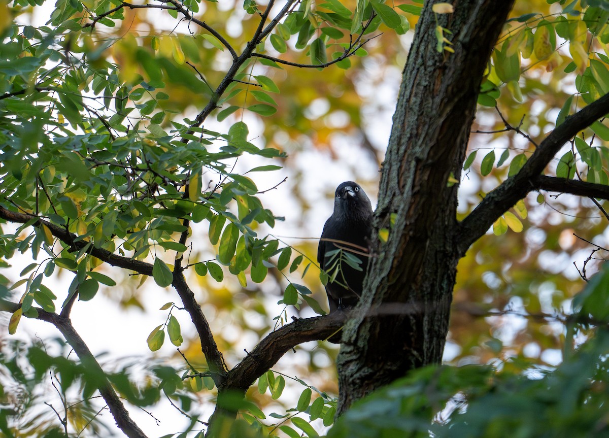 Eurasian Jackdaw - ML644933955
