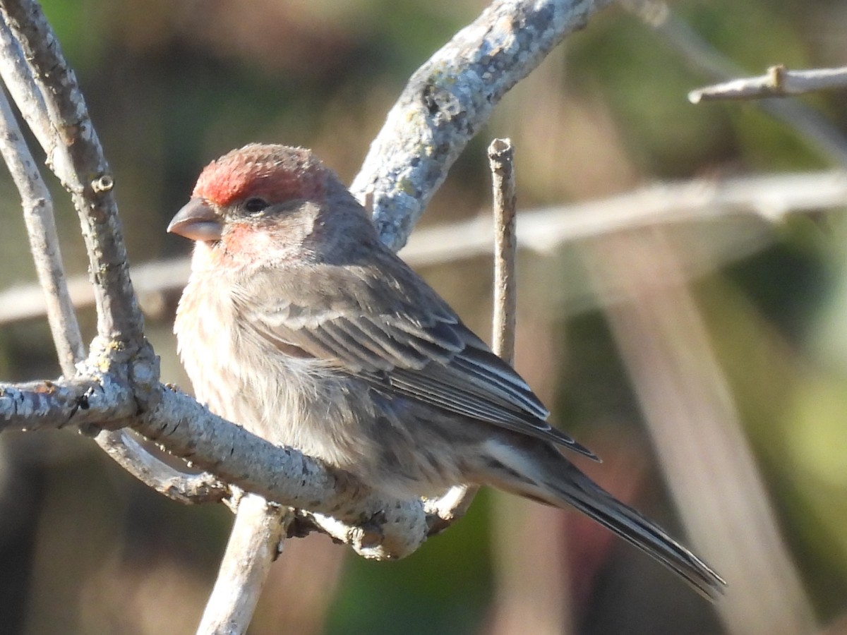 House Finch - ML644933958