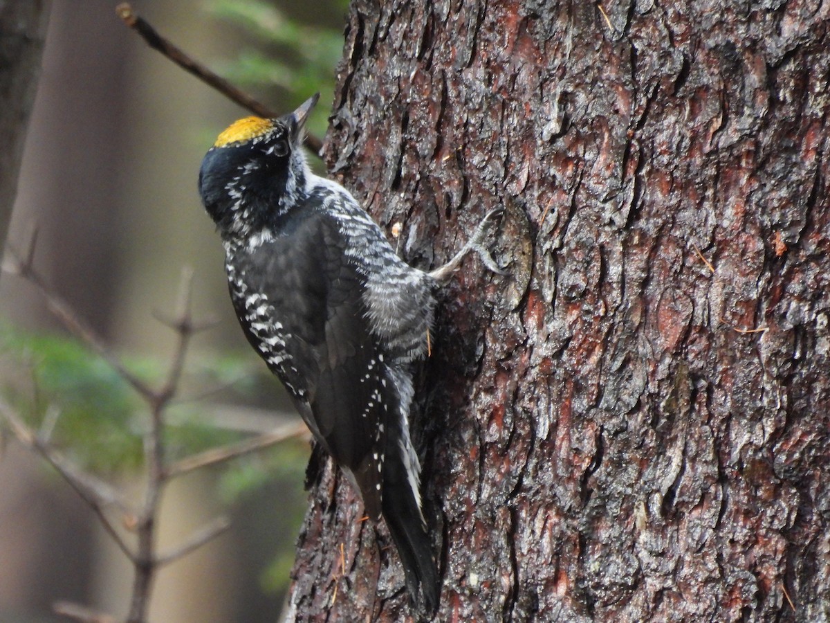 American Three-toed Woodpecker - ML644933959
