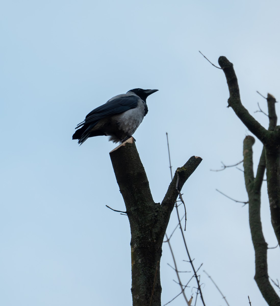 Hooded Crow - ML644933967