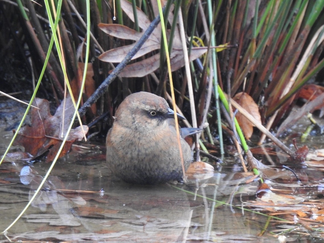 Rusty Blackbird - ML644933969