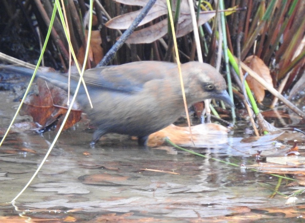 Rusty Blackbird - ML644933970