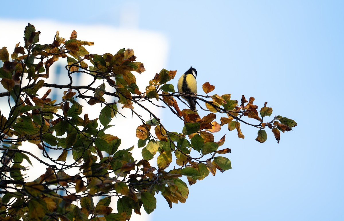 Great Tit - ML644933973