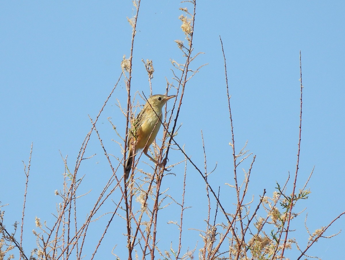 棕扇尾鶯 - ML644933975