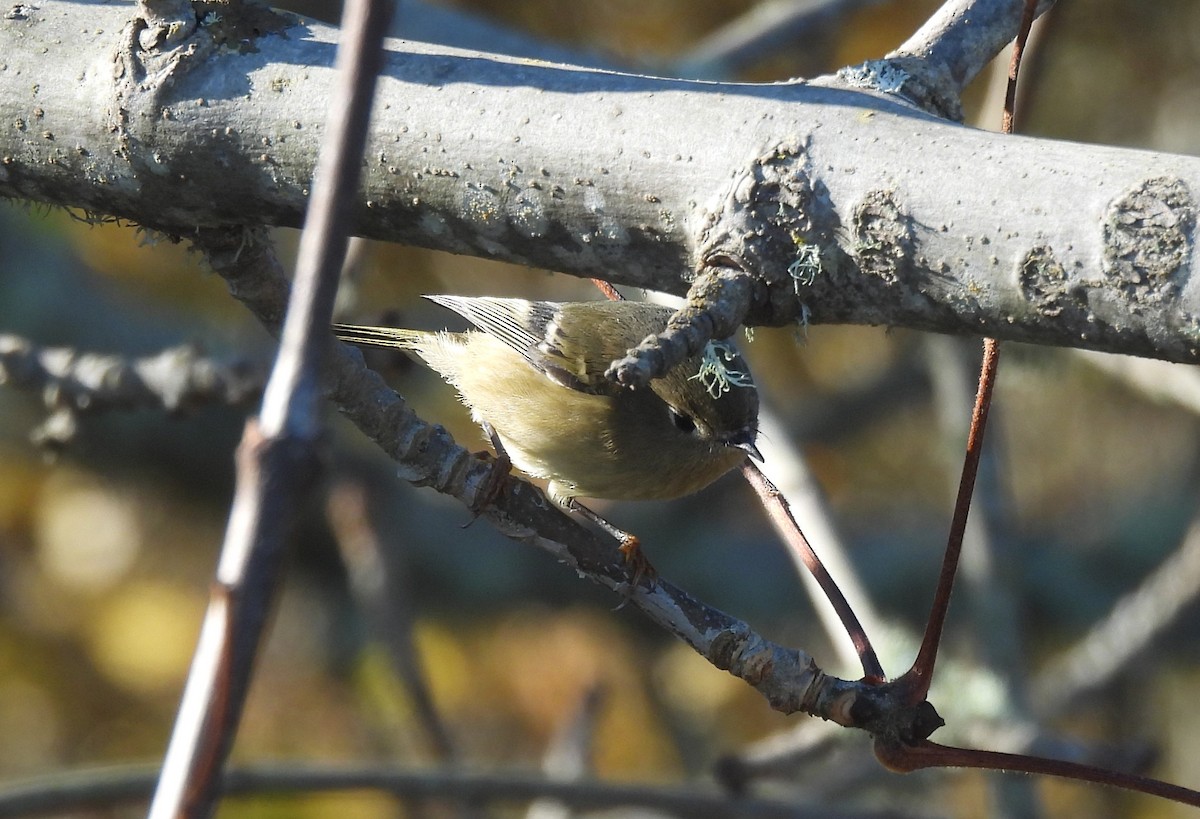 Ruby-crowned Kinglet - ML644933978