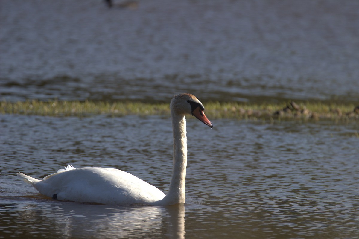 Mute Swan - ML644933988