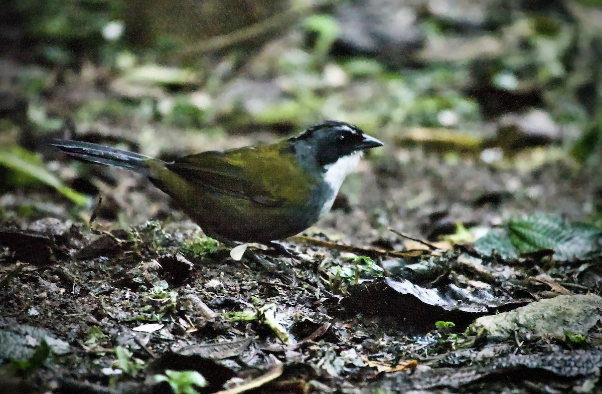 Gray-browed Brushfinch - ML644933993