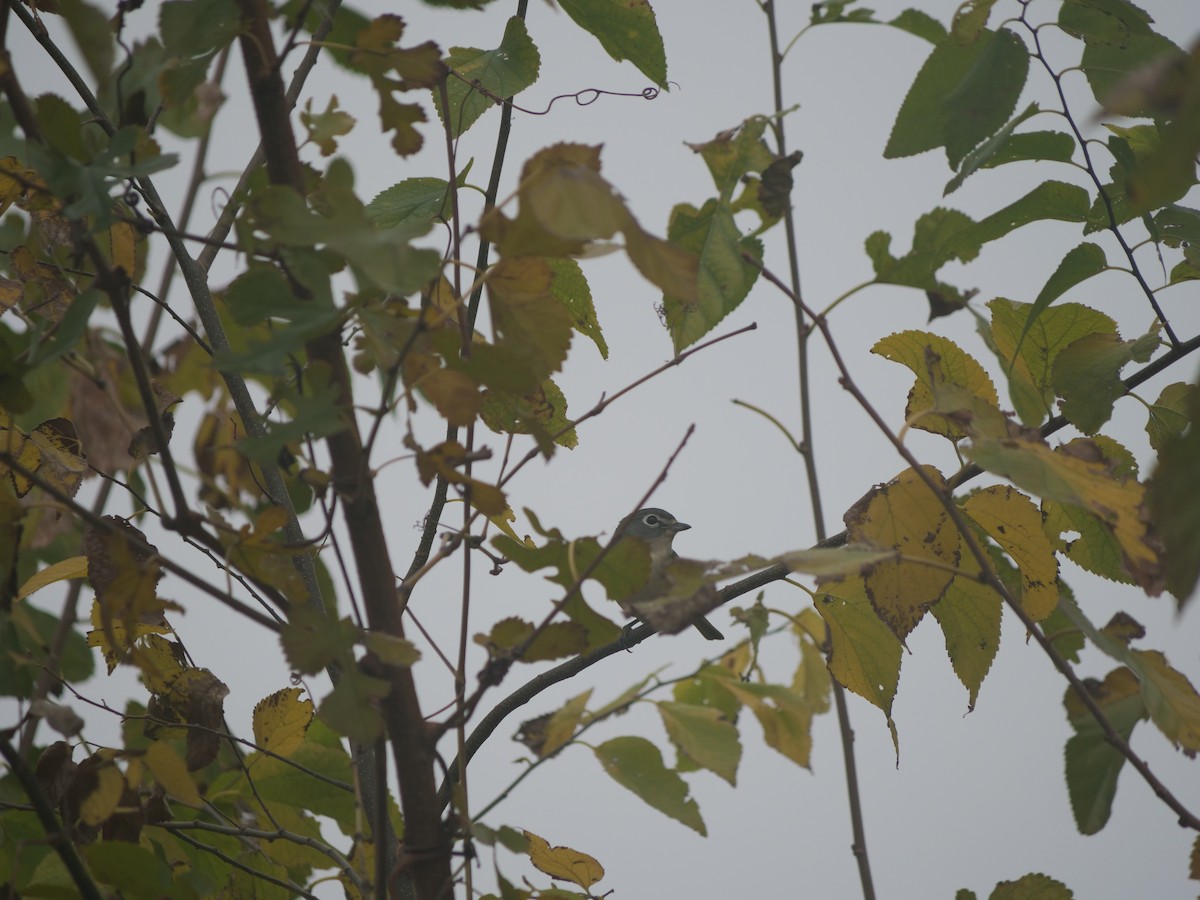 Blue-headed Vireo - ML644934011