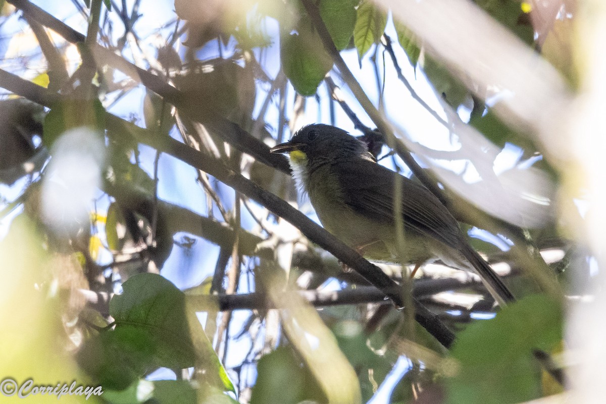 Yellow-whiskered Greenbul - ML644934022