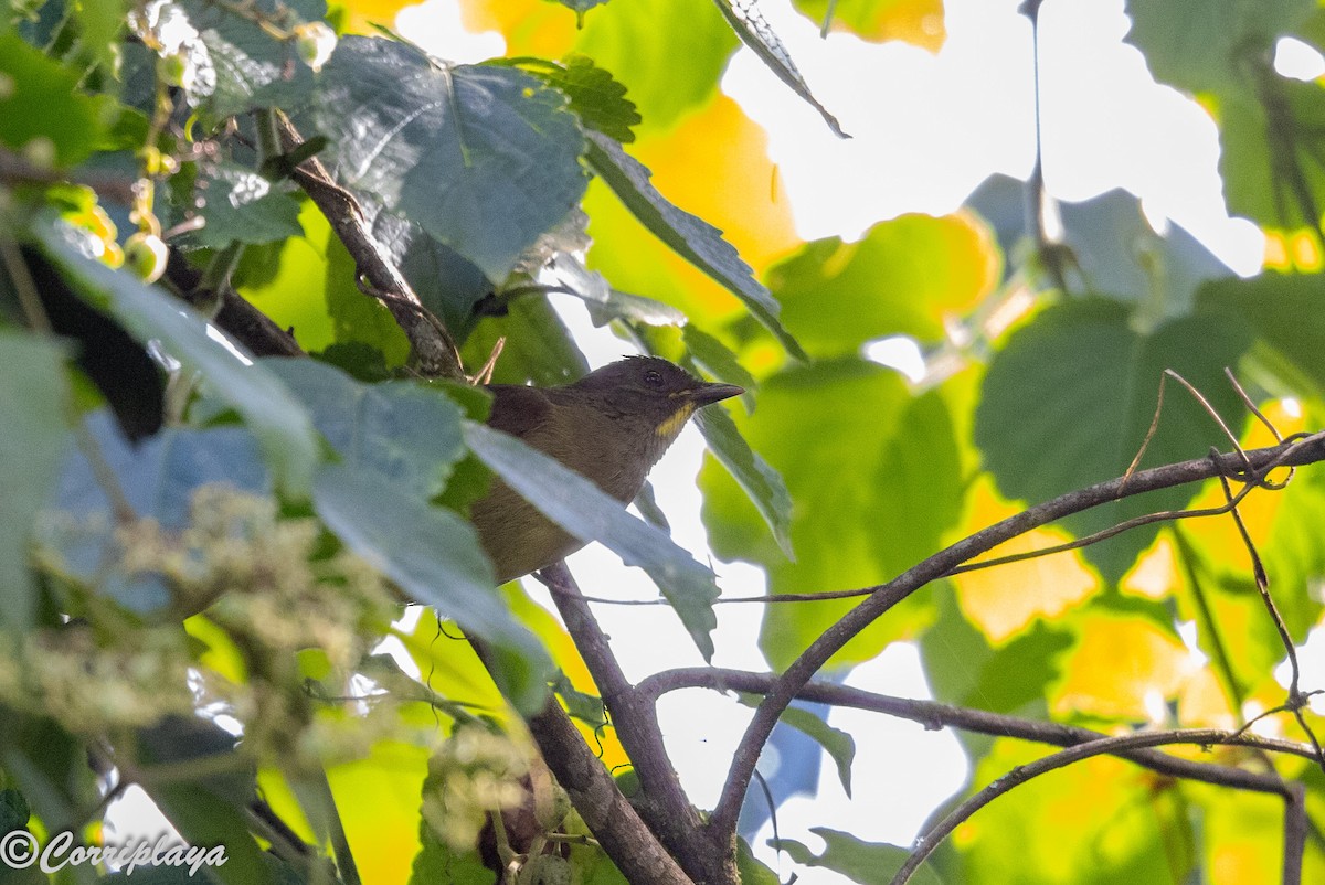 Yellow-whiskered Greenbul - ML644934023
