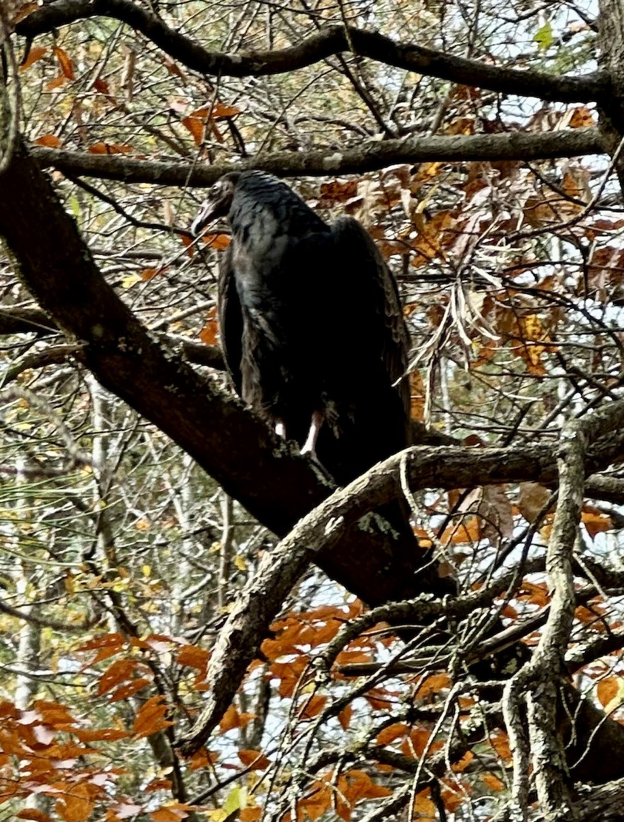 Turkey Vulture - ML644934025