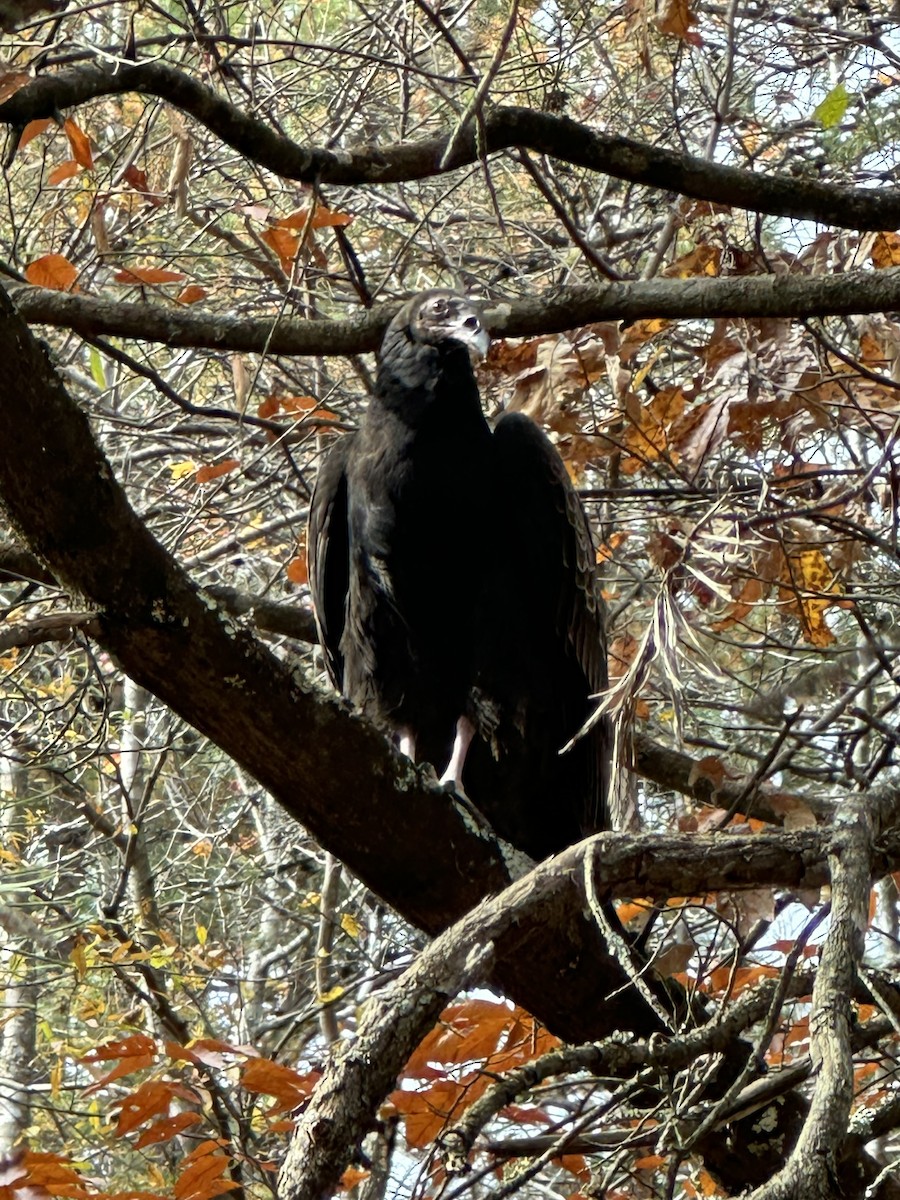 Turkey Vulture - ML644934026