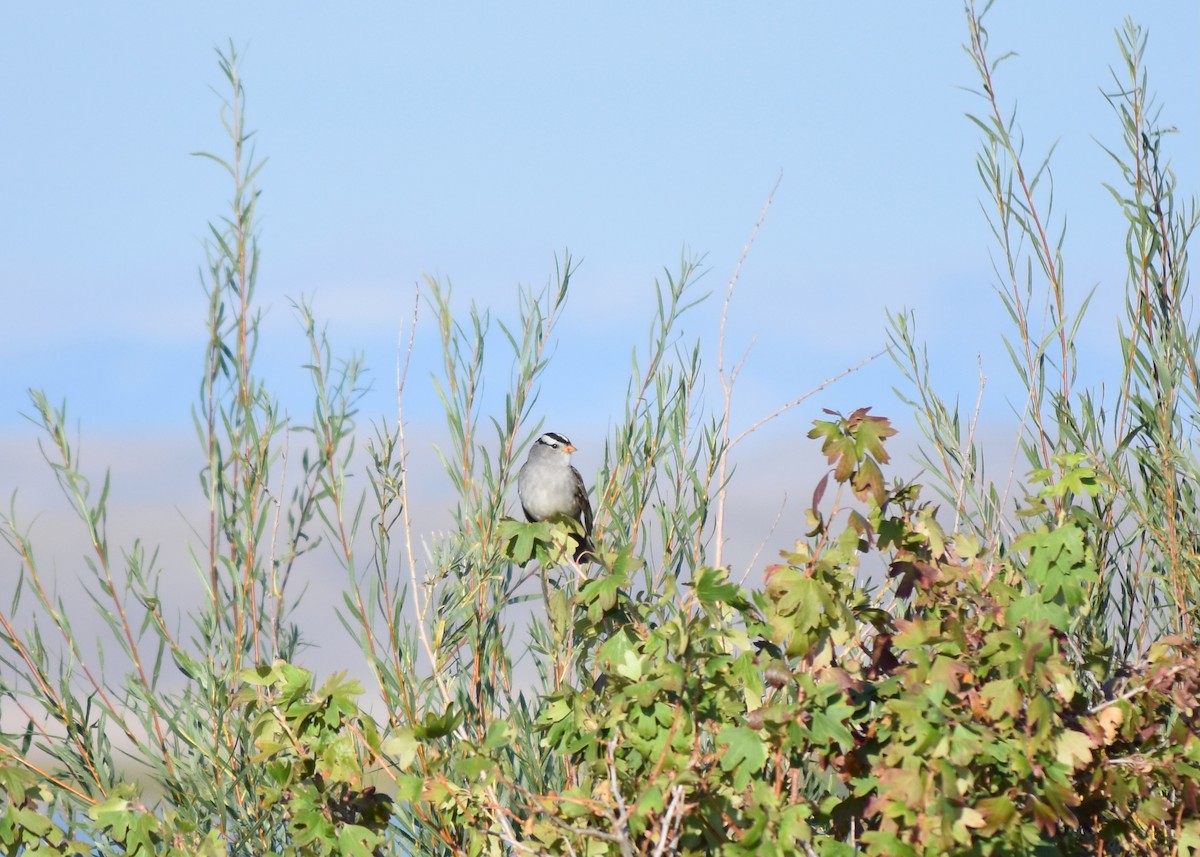 White-crowned Sparrow - ML644934039