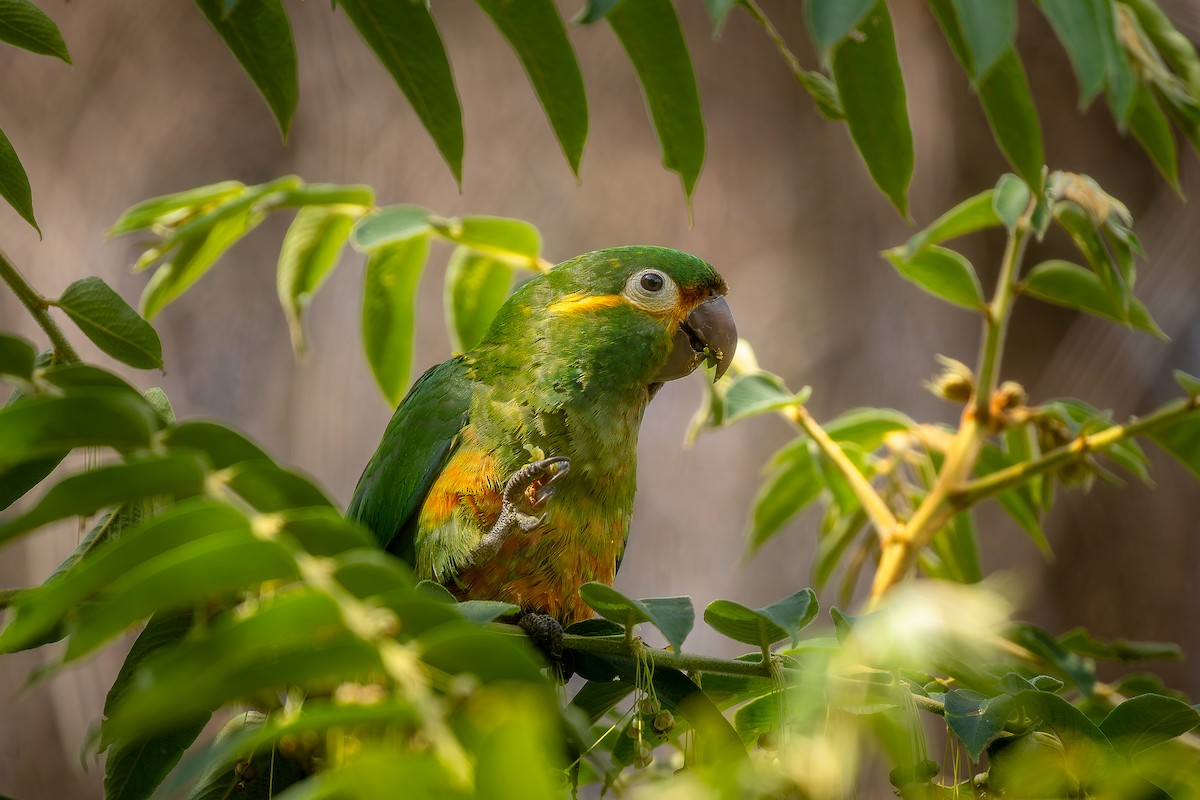 Golden-plumed Parakeet - ML644934049
