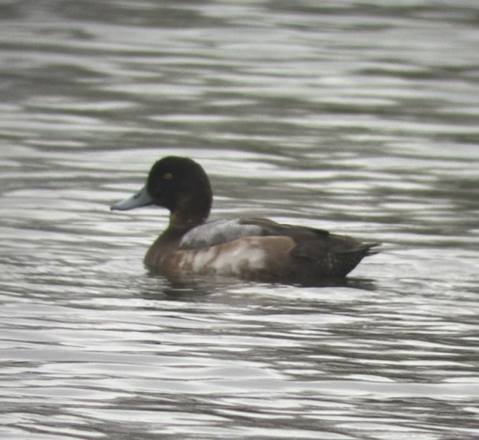 Greater Scaup - ML644934091