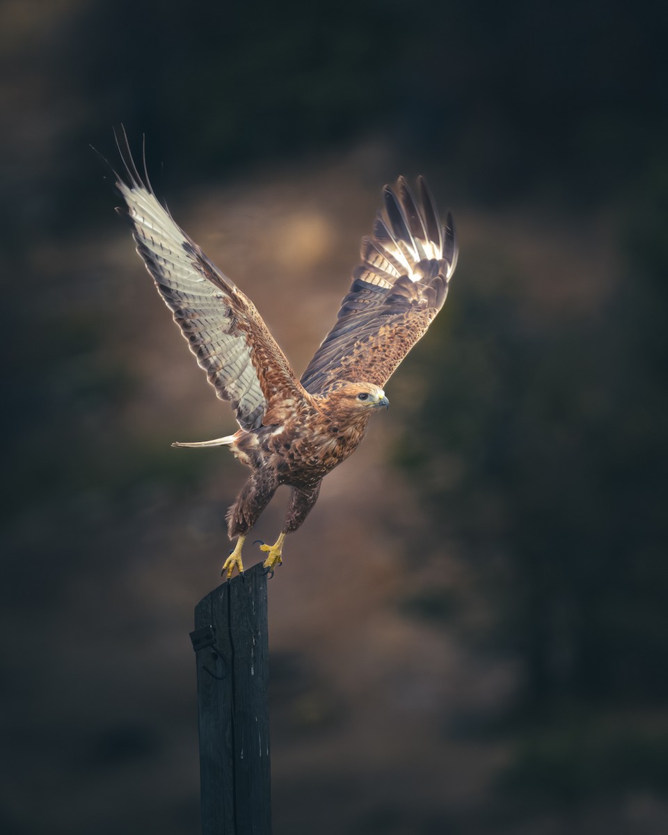 Канюк степовий - ML644934094