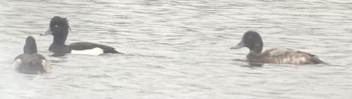 Greater Scaup - ML644934095