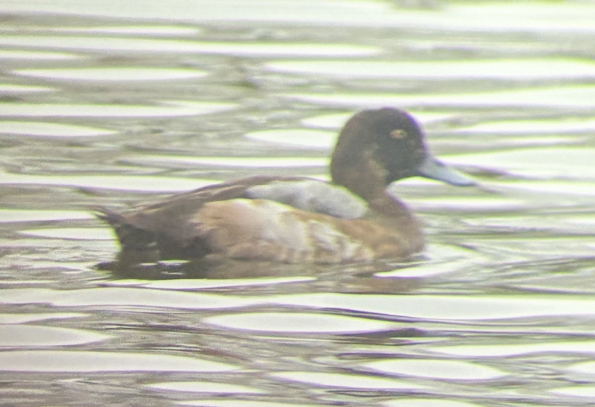 Greater Scaup - ML644934099