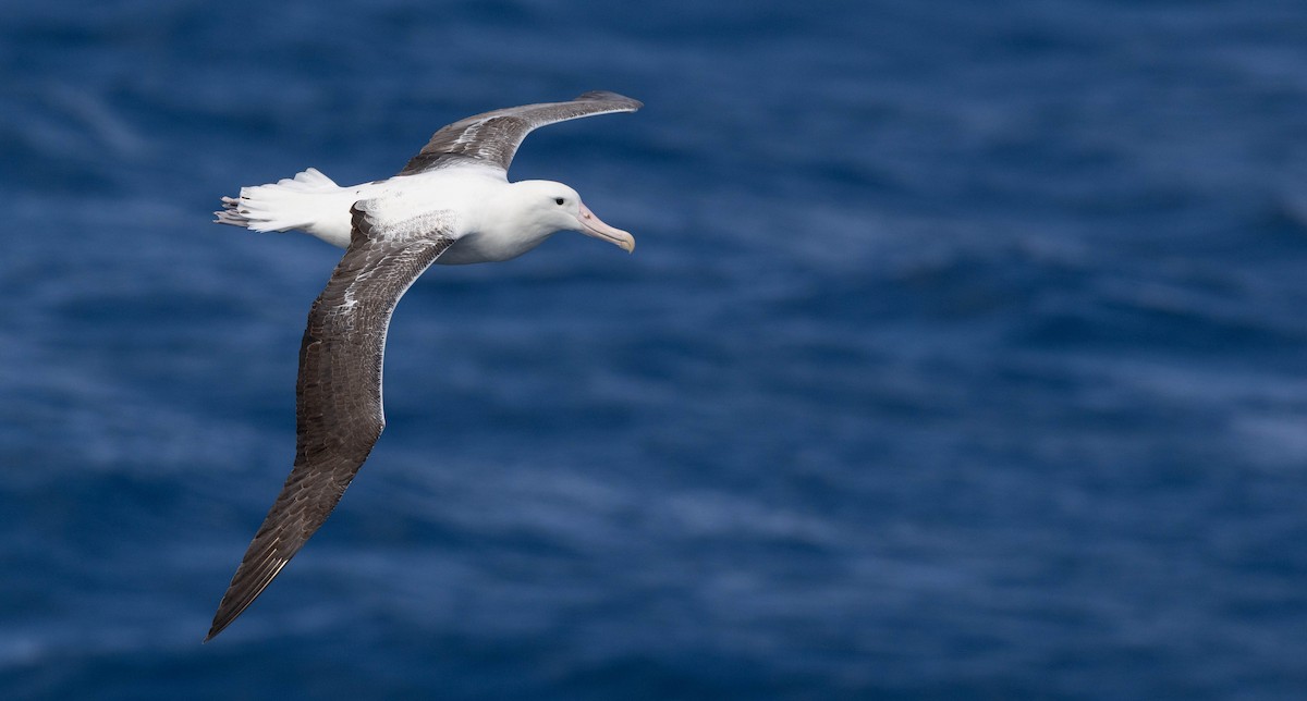 Southern Royal Albatross - ML644934105