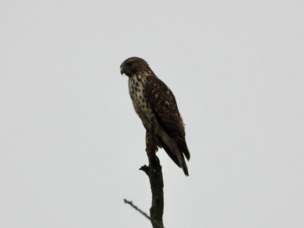 Red-shouldered Hawk - ML644934108