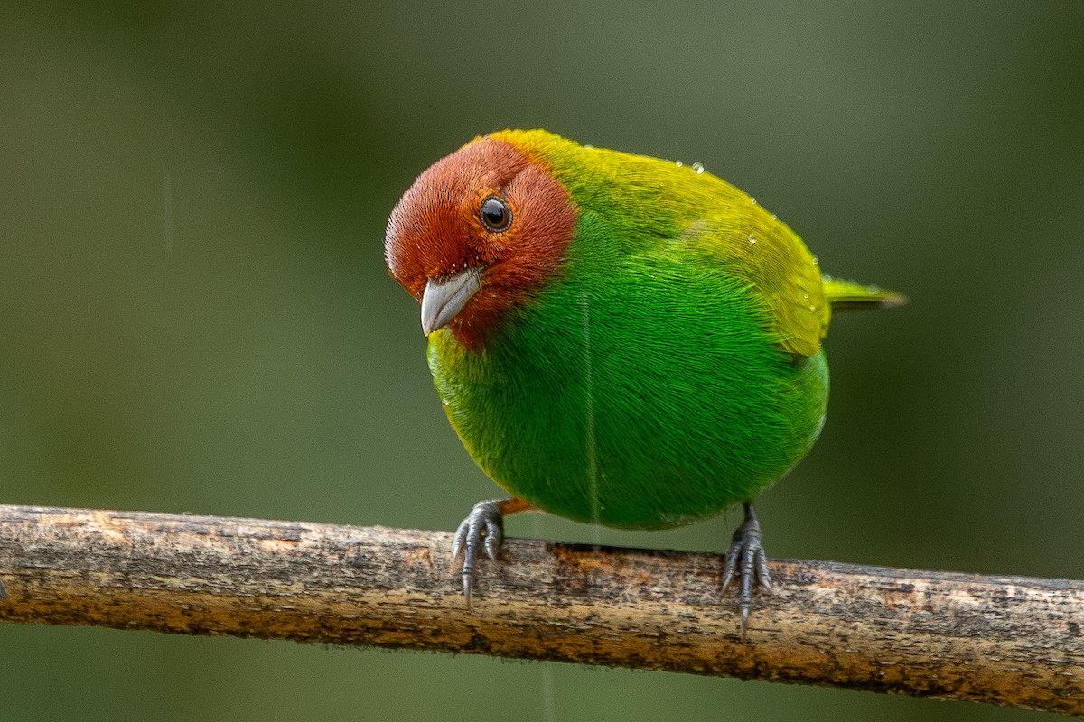 Рыжеголовая танагра (viridissima/toddi) - ML644934118