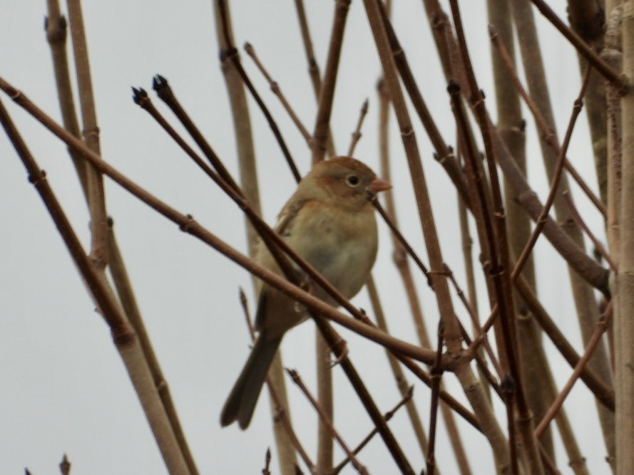 Field Sparrow - ML644934166