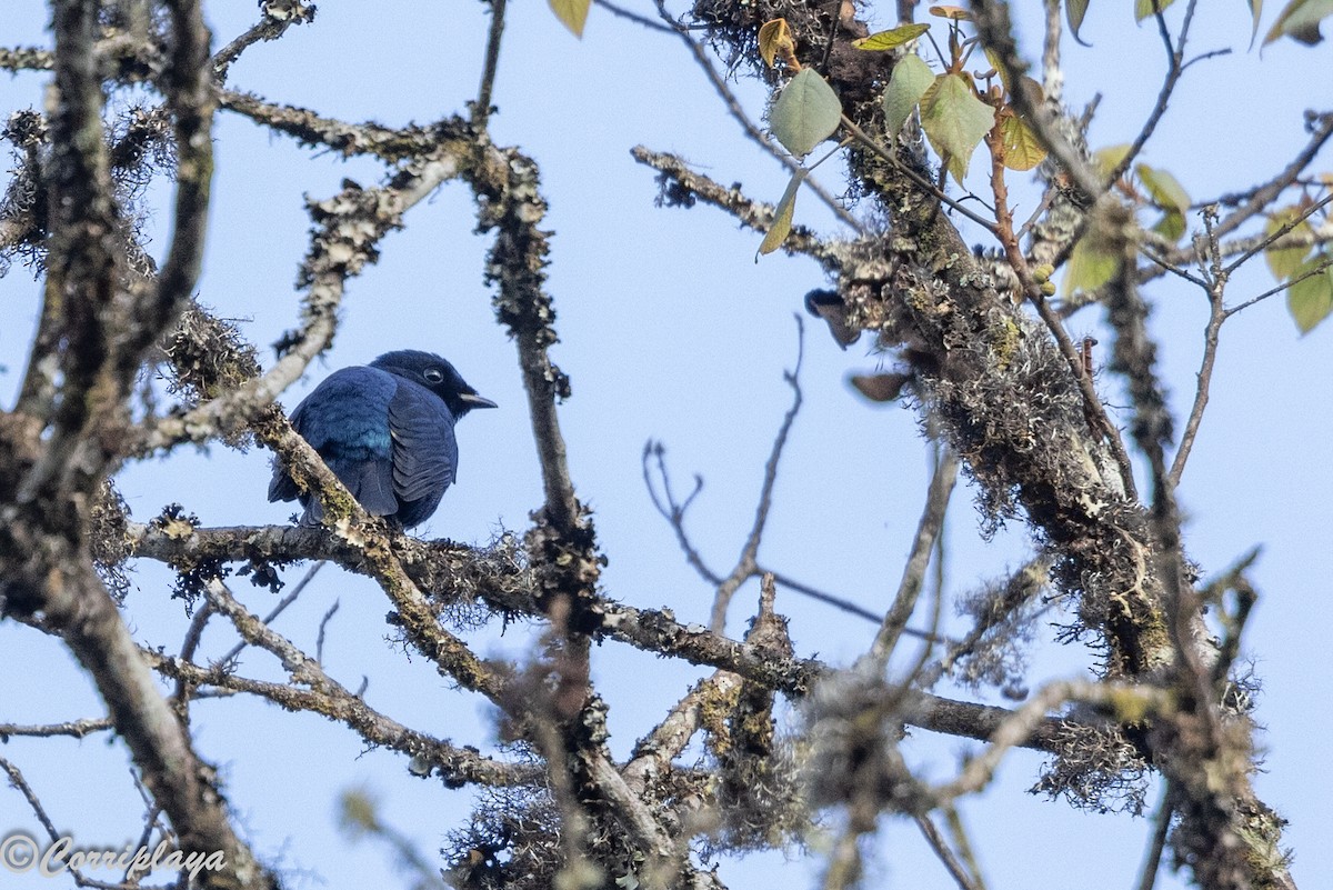 Purple-throated Cuckooshrike - ML644934172