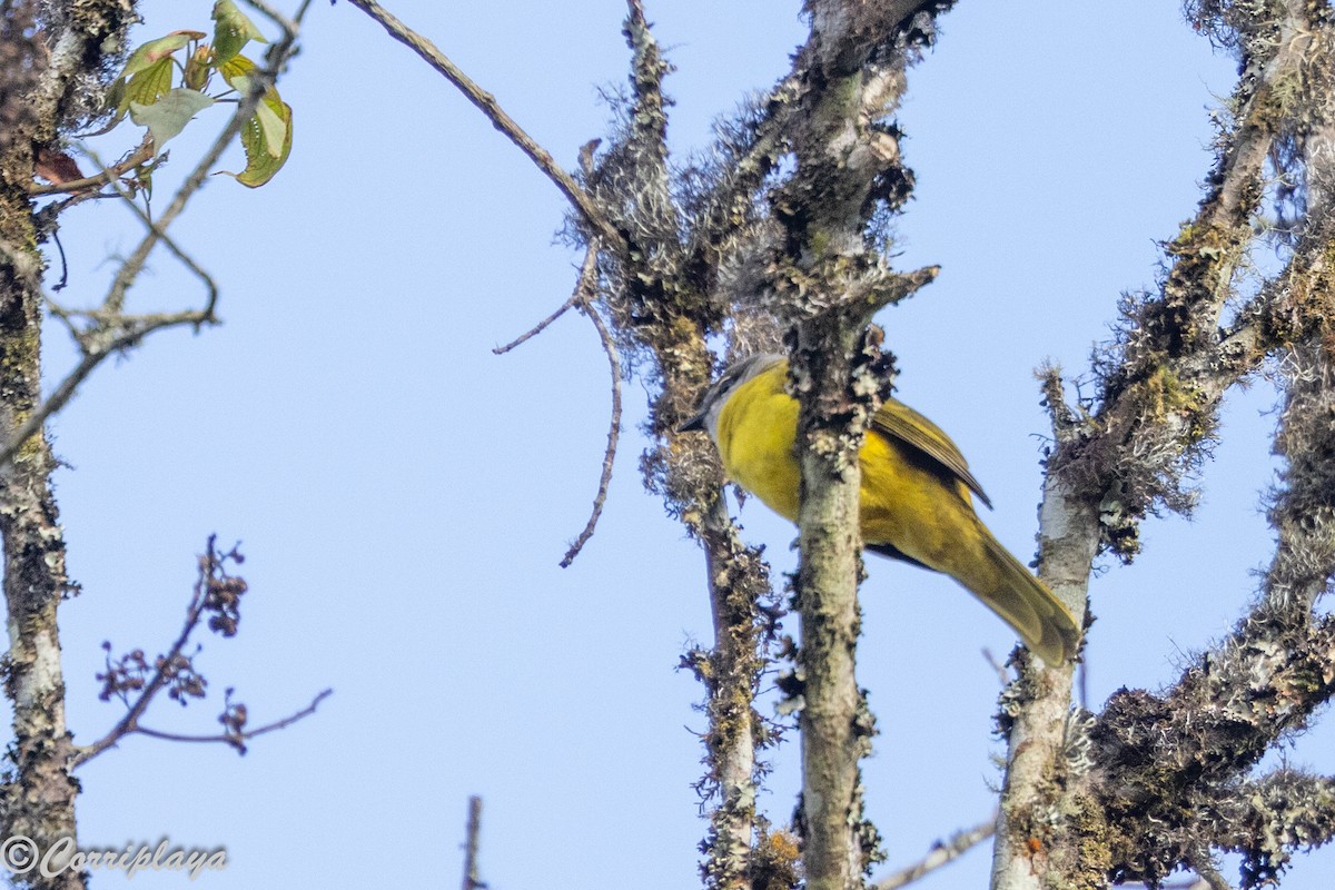 Purple-throated Cuckooshrike - ML644934173