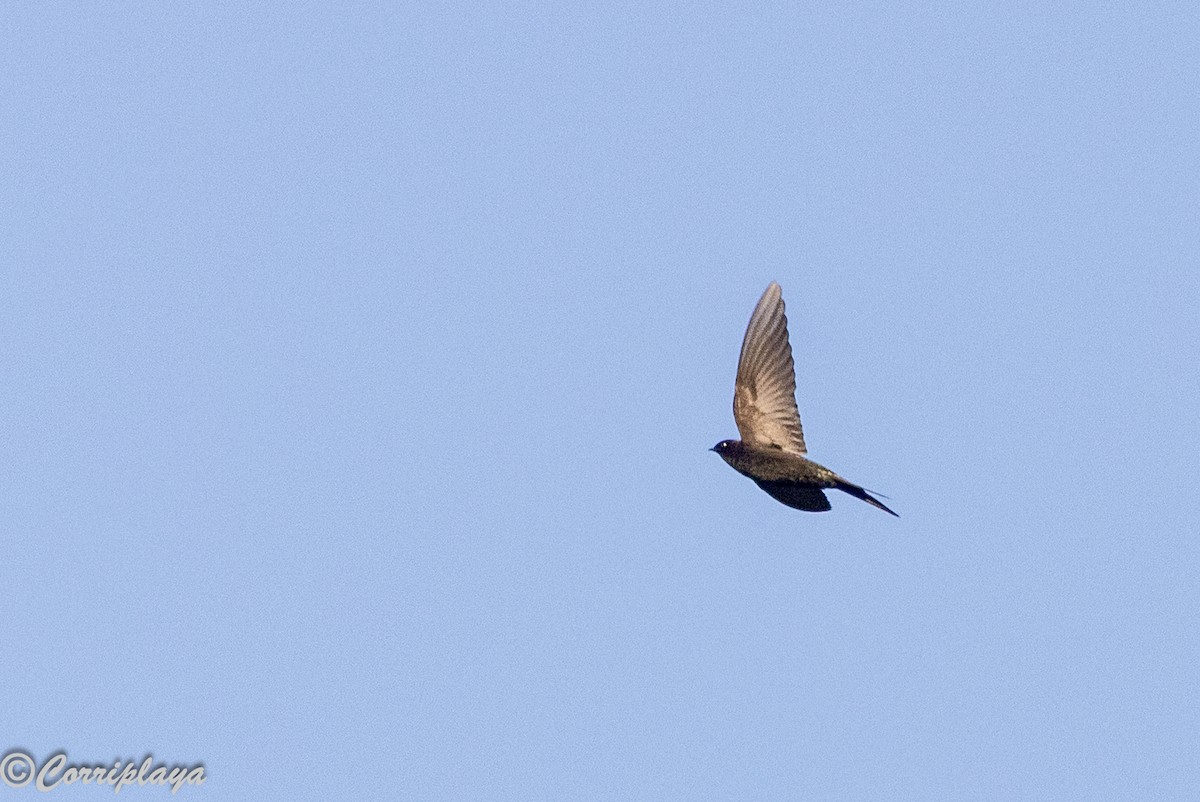 סיס אפריקני - ML644934186