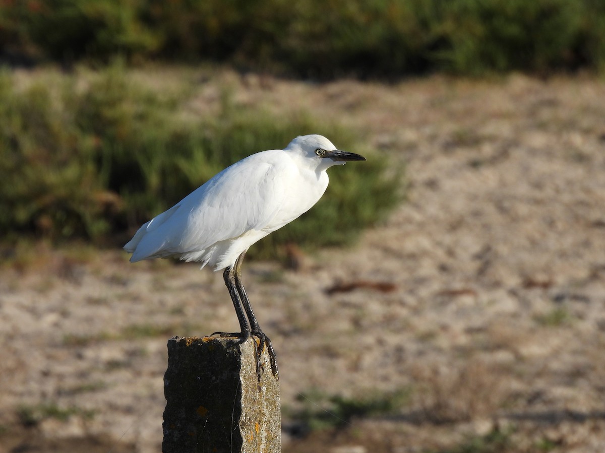 Western Cattle-Egret - ML644934198