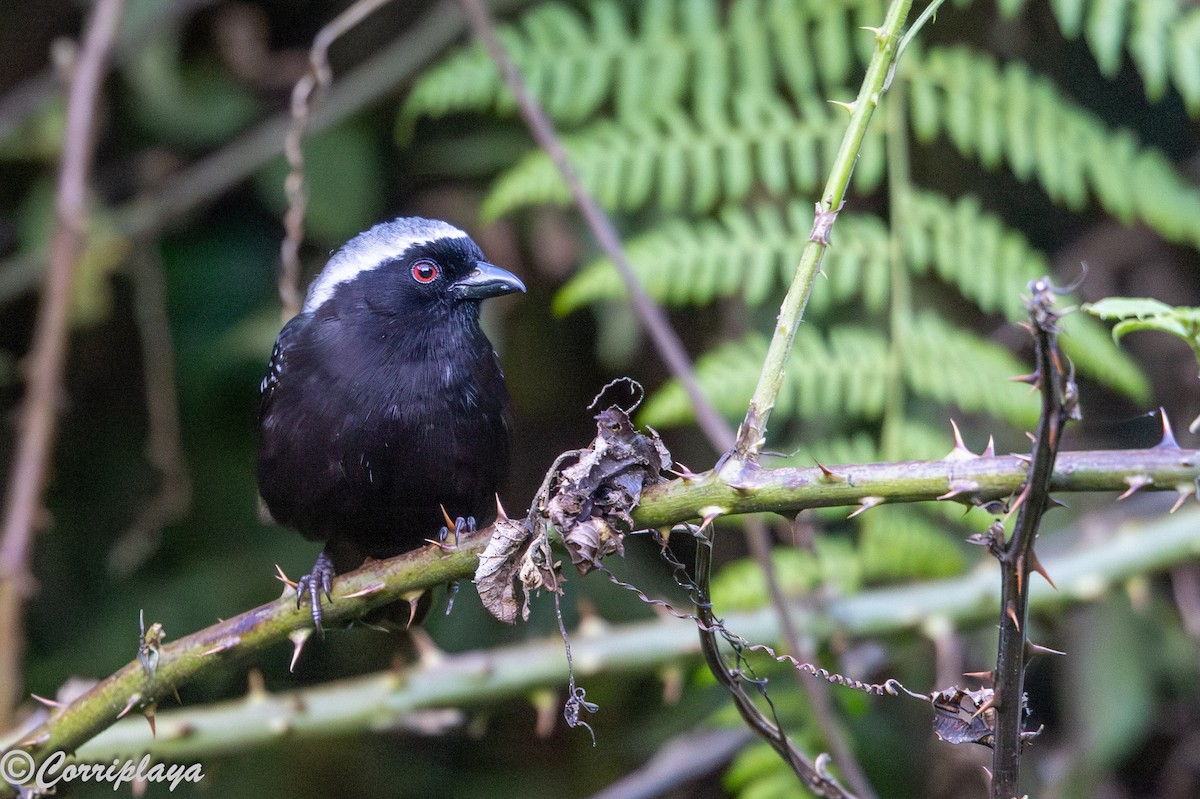Сероспинная нигрита - ML644934209