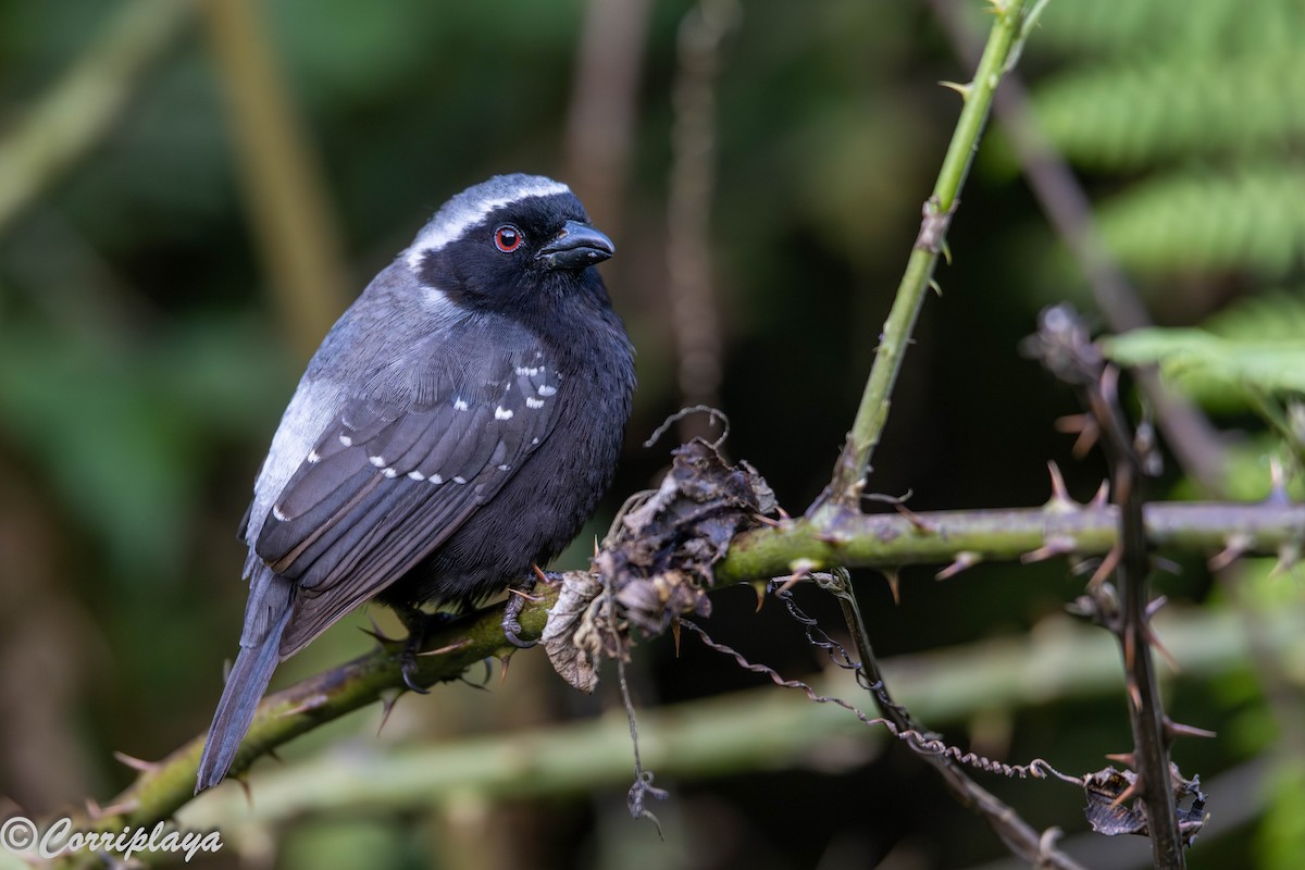 Сероспинная нигрита - ML644934210