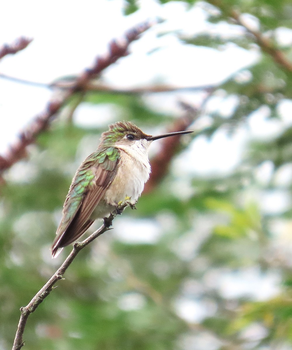 Рубиновогорлый колибри - ML644934211