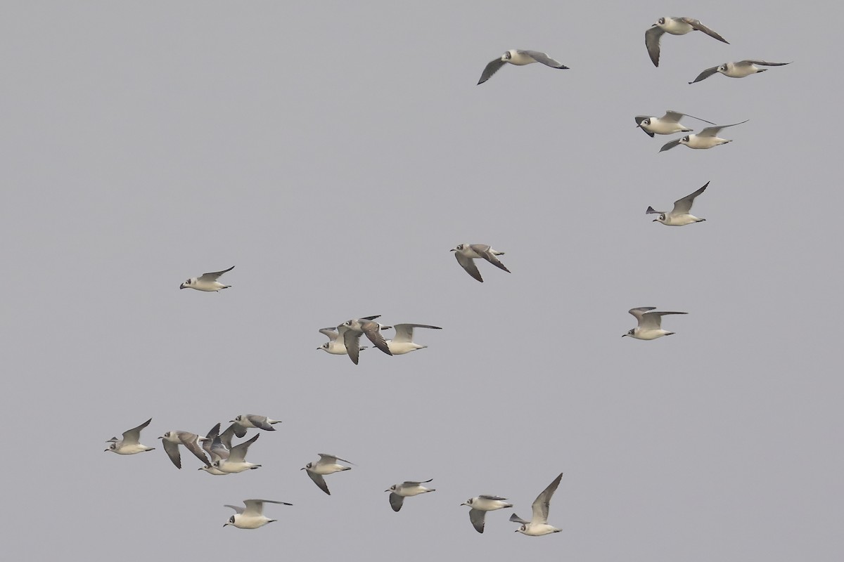 Франклинова чайка - ML644934212