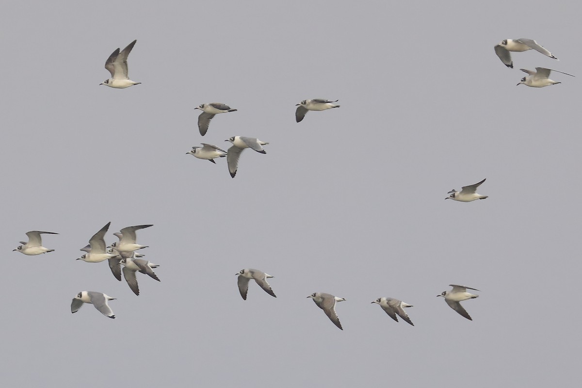 Франклинова чайка - ML644934213