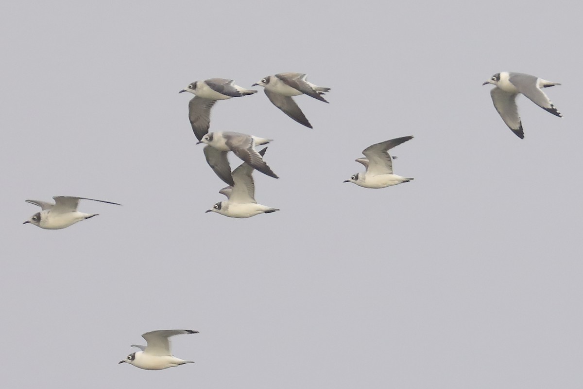 Франклинова чайка - ML644934214