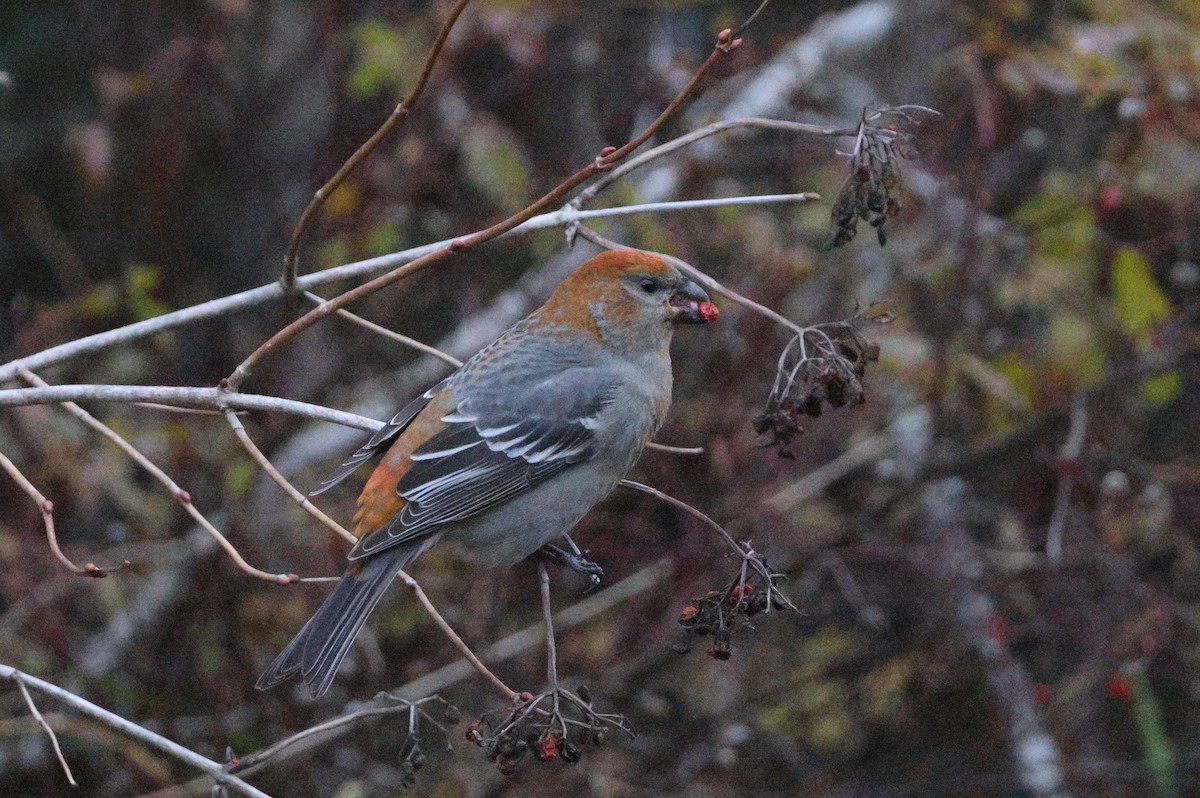 Щур - ML644934217