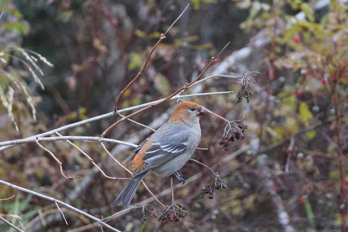 Щур - ML644934219