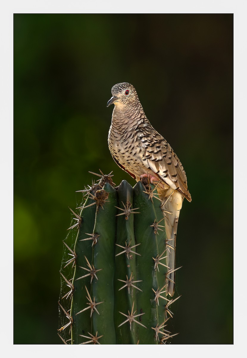 Чешуйчатая земляная горлица - ML644934220