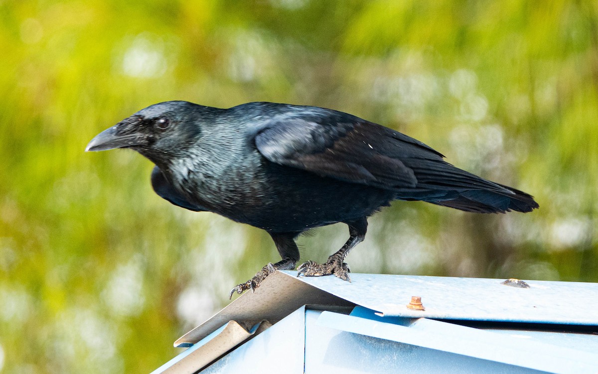 Рыбная ворона - ML644934221