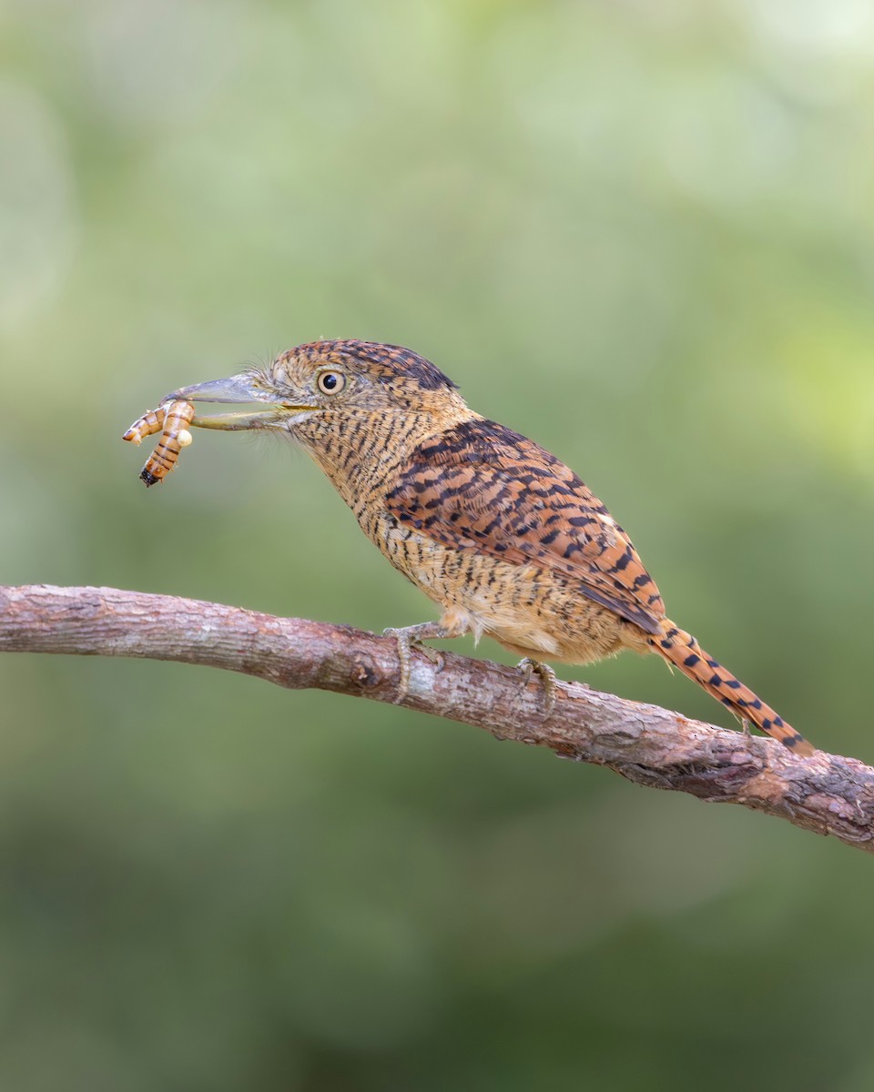 Рябая пуховка - ML644934222