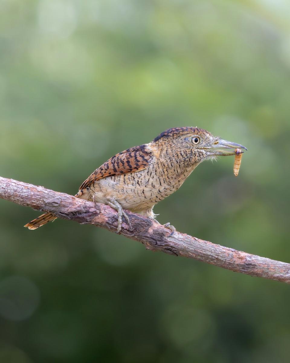 Рябая пуховка - ML644934223