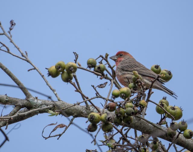 Мексиканская чечевица - ML644934224